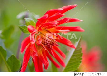 A closeup view of a red Dahlia pinnata garden flower. A closeup view of a red Dahlia pinnata garden flower. 114069905