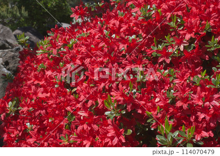 晩春の庭先に咲く赤いサツキの花 晩春の庭先に咲く赤いサツキの花 114070479
