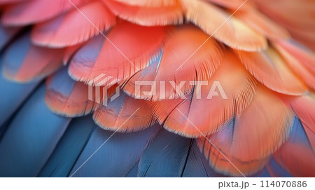 Close Up of Colorful Bird Feathers 114070886