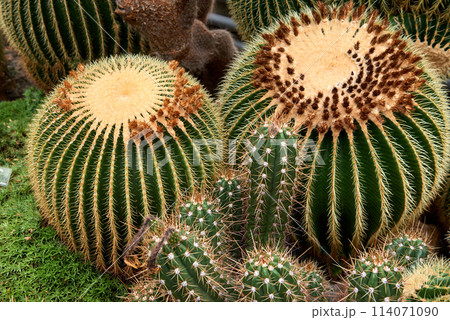 Greenhouse Cacti Enchanting Oasis: Cacti Harmony in the Botanical Haven. Embarking on a Green Journey: Cacti Elegance in the Eco-friendly Botanical Oasis. Exploring the Verdant Tapestry: A Symphony of Greenhouse Cacti Enchanting Oasis: Cacti Harmony in the Botanical Haven. Embarking on a Green Journey: Cacti Elegance in the Eco-friendly Botanical Oasis. Exploring the Verdant Tapestry: A Symphony of 114071090