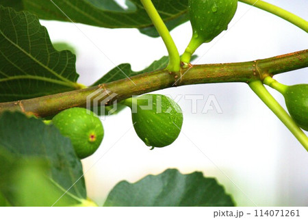まだ青いイチジクの実 114071261