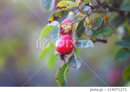 Ripe red rosehips berries on bush. Ripe red rosehips berries on bush. 114071271