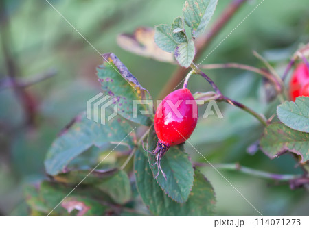 Ripe red rosehips berries on bush. Ripe red rosehips berries on bush. 114071273
