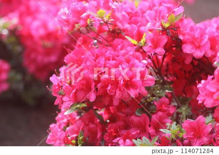 Pink flowers of rhododendron in spring park. 114071284