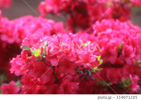 Pink flowers of rhododendron in spring park. 114071285