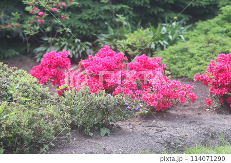 Pink flowers of rhododendron in spring park. Pink flowers of rhododendron in spring park. 114071290