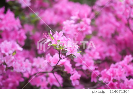 Pink flowers of rhododendron in spring park. 114071304