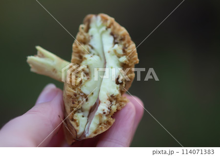 Wormy boletus mushroom. White fungi with worms. Wormy boletus mushroom. White fungi with worms. 114071383