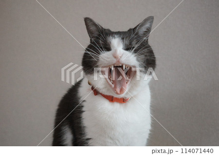 あくびする猫 114071440