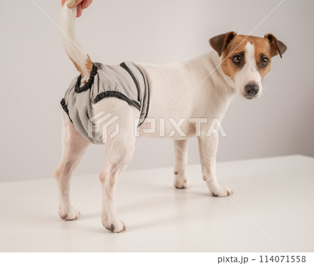 Cute Jack Russell Terrier dog wearing menstrual panties on a white background. Reusable diaper. 114071558