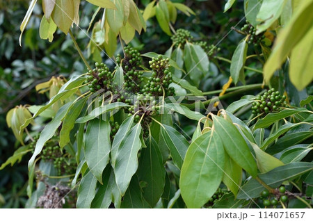 シロダモの若い実 114071657