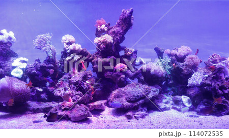 Beautiful large blue light aquarium various seawater fish and coral reef. Beautiful large blue light aquarium various seawater fish and coral reef. 114072535