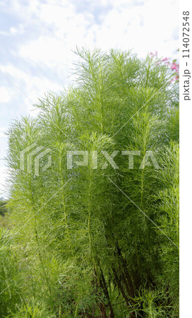 Green Eupatorium Capillifolium or dog fennel. Often grown as an ornamental plant as well as a medicinal plant. leaves are used as a remedy for arthritis or remedy for insect bites. Green Eupatorium Capillifolium or dog fennel. Often grown as an ornamental plant as well as a medicinal plant. leaves are used as a remedy for arthritis or remedy for insect bites. 114072548