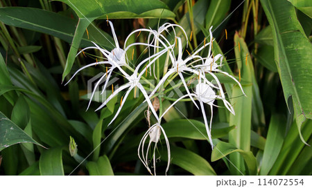 Hymenocallis caribaea or Caribbean spider lily or variegated spider lily white flower plant. Hymenocallis caribaea or Caribbean spider lily or variegated spider lily white flower plant. 114072554