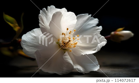 Beautiful close up a branch of a white cherry blossom flower or Sakura flower dark background. Beautiful close up a branch of a white cherry blossom flower or Sakura flower dark background. 114072617