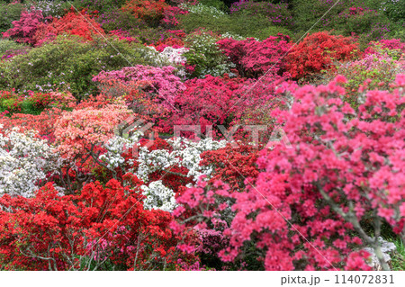 茨城県笠間市　ツツジ満開の笠間つつじ公園 114072831