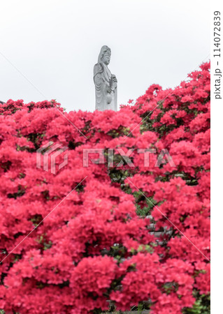 茨城県笠間市　ツツジ満開の笠間つつじ公園 114072839