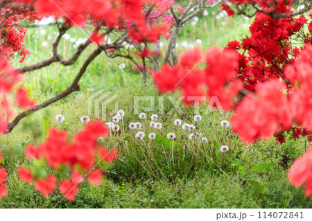 茨城県笠間市　ツツジ満開の笠間つつじ公園 114072841