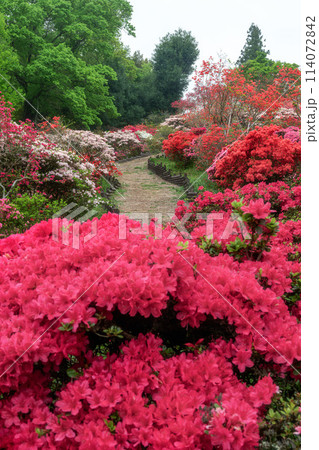 茨城県笠間市 ツツジ満開の笠間つつじ公園 茨城県笠間市 ツツジ満開の笠間つつじ公園 114072842
