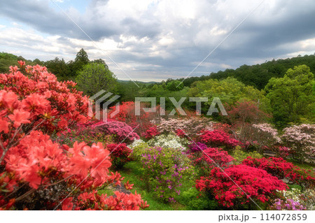 茨城県笠間市　ツツジ満開の笠間つつじ公園 114072859
