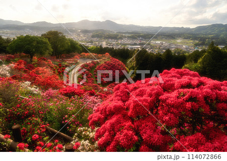 茨城県笠間市　ツツジ満開の笠間つつじ公園 114072866