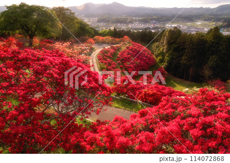 茨城県笠間市　ツツジ満開の笠間つつじ公園 114072868