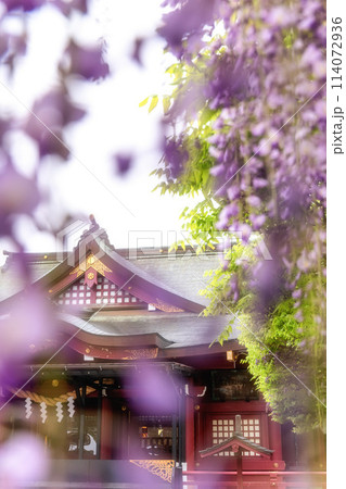 茨城県笠間市 笠間稲荷神社の藤棚 茨城県笠間市 笠間稲荷神社の藤棚 114072936