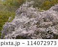 ソメイヨシノ満開 114072973