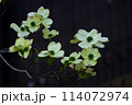 ハナミズキ 114072974