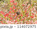 春・花に囲まれて 114072975