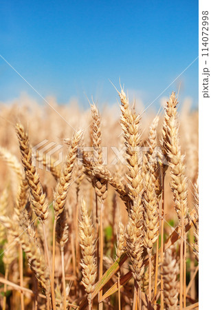 Close up Field ripe wheat under blue sky with clouds, harvest season. Agriculture farming concept 114072998