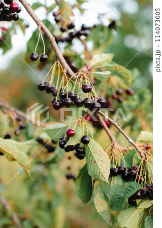 Branches of cherries ripening in the garden. Summer fruit harvest and organic produce concept 114073005