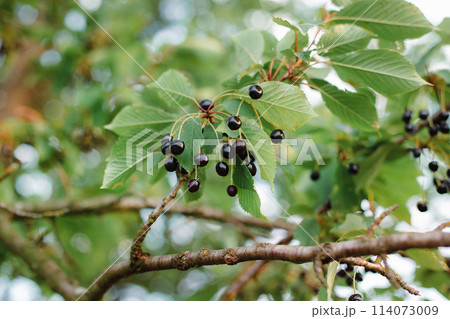 Branches of cherries ripening in the garden. Summer fruit harvest and organic produce concept Branches of cherries ripening in the garden. Summer fruit harvest and organic produce concept 114073009