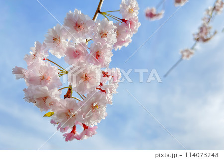 春満開のふんわり優しいピンク色の八重桜	 春満開のふんわり優しいピンク色の八重桜	 114073248