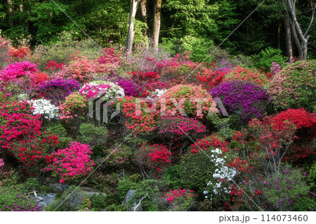 茨城県大子町 一休園の満開のツツジ 茨城県大子町 一休園の満開のツツジ 114073460