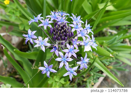 紫色のオオツルボの花 紫色のオオツルボの花 114073786