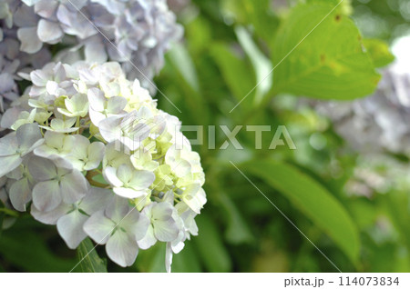 近所のあじさい 114073834
