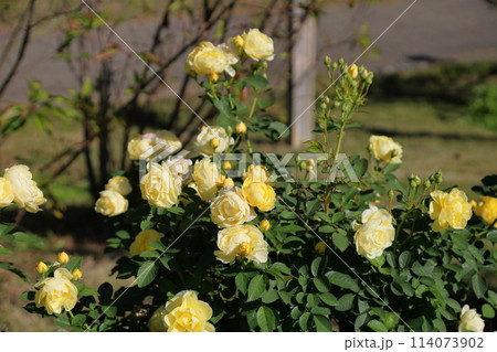バラの花 ゴールデンボーダー バラの花 ゴールデンボーダー 114073902
