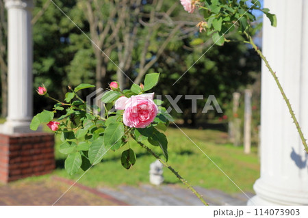 バラの花　ラジオタイムズ 114073903