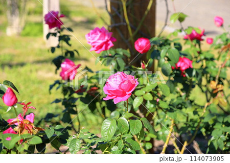 バラの花 マリアカラス バラの花 マリアカラス 114073905