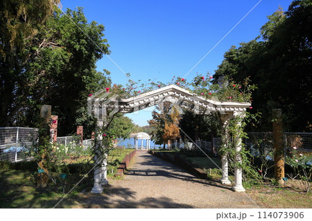 秋の公園 バラの花 パレード 秋の公園 バラの花 パレード 114073906