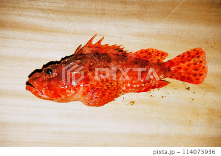 通称オニカサゴと呼ばれているイズカサゴ 114073936