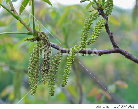 クルミの花 114074063
