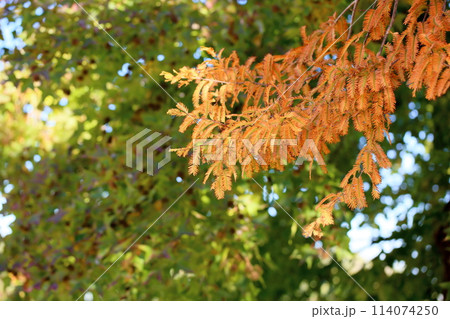 秋の公園 メタセコイア黄葉 秋の公園 メタセコイア黄葉 114074250
