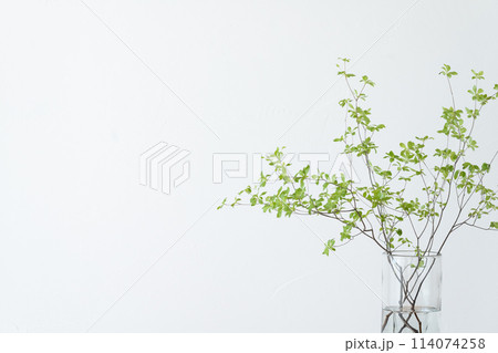 ガラスの花瓶に飾ったドウダンツツジ 114074258