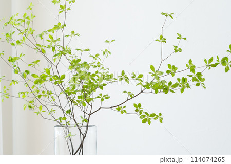 窓辺に置いたガラスの花瓶とドウダンツツジ 窓辺に置いたガラスの花瓶とドウダンツツジ 114074265