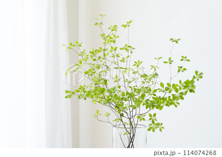 窓辺に置いたガラスの花瓶とドウダンツツジ 114074268