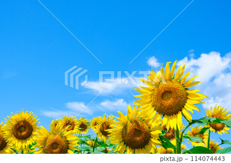 ひまわり ひまわり 114074443