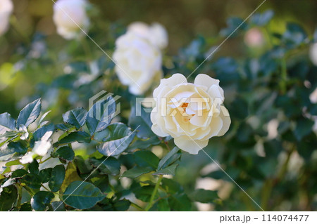 爽やか薔薇の花　エーデルワイス 114074477