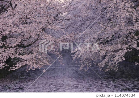 弘前城公園 114074534